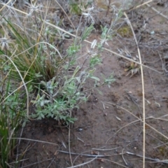 Vittadinia gracilis (New Holland Daisy) at Mulanggari Grasslands - 1 Aug 2020 by AndyRussell