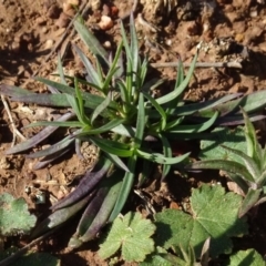 Petrorhagia nanteuilii at Franklin, ACT - 1 Aug 2020