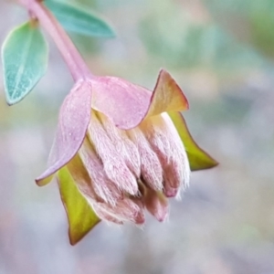 Pimelea linifolia subsp. linifolia at O'Connor, ACT - 13 Aug 2020 04:16 PM