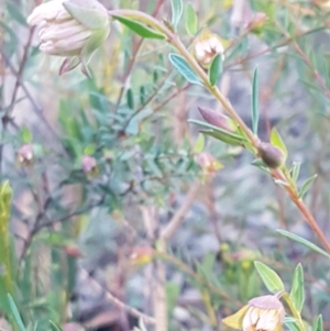 Pimelea linifolia subsp. linifolia at O'Connor, ACT - 13 Aug 2020