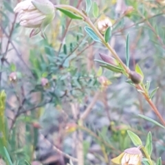 Pimelea linifolia subsp. linifolia at O'Connor, ACT - 13 Aug 2020
