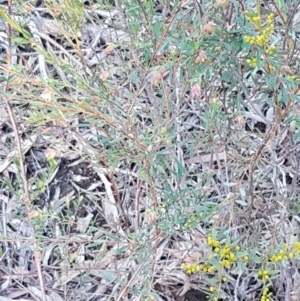 Pimelea linifolia subsp. linifolia at O'Connor, ACT - 13 Aug 2020