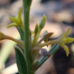 Pimelea curviflora (Curved Rice-flower) at Black Mountain - 13 Aug 2020 by tpreston