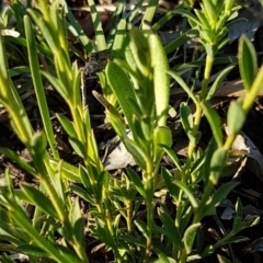 Pimelea curviflora at Bruce, ACT - 13 Aug 2020