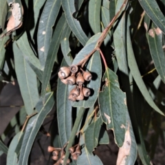 Eucalyptus paniculata (Grey Ironbark) at Bamarang Nature Reserve - 12 Aug 2020 by plants
