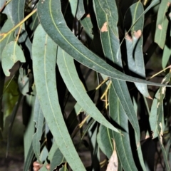Eucalyptus paniculata at Bamarang, NSW - 12 Aug 2020
