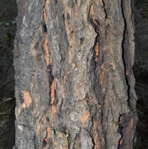 Eucalyptus paniculata at Bamarang, NSW - 12 Aug 2020