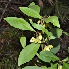 Dodonaea triquetra (Large-leaf Hop-Bush) at Bamarang Nature Reserve - 12 Aug 2020 by plants