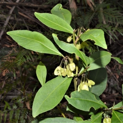 Dodonaea triquetra (Large-leaf Hop-Bush) at Bamarang, NSW - 12 Aug 2020 by plants