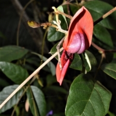 Kennedia rubicunda (Dusky Coral Pea) at Bamarang Nature Reserve - 12 Aug 2020 by plants