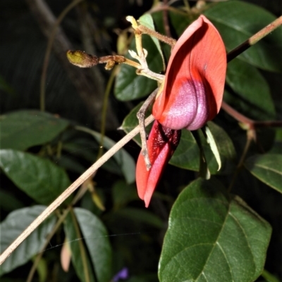 Kennedia rubicunda (Dusky Coral Pea) at Bamarang, NSW - 12 Aug 2020 by plants