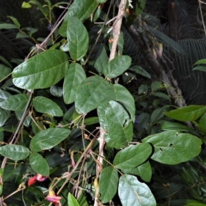 Kennedia rubicunda at Bamarang, NSW - 12 Aug 2020