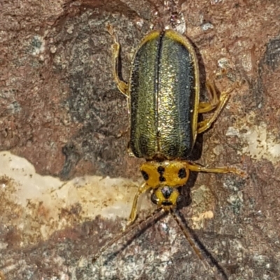 Xanthogaleruca luteola (Elm leaf beetle) at Point Hut to Tharwa - 13 Aug 2020 by Harrisi