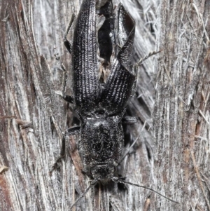 Crepidomenus fulgidus at Downer, ACT - 28 Jul 2020 12:07 PM