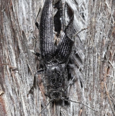Crepidomenus fulgidus (Click beetle) at Downer, ACT - 28 Jul 2020 by TimL