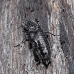 Crepidomenus fulgidus at Downer, ACT - 28 Jul 2020 12:07 PM