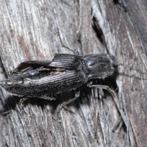 Crepidomenus fulgidus at Downer, ACT - 28 Jul 2020 12:07 PM