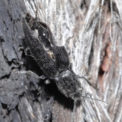 Crepidomenus fulgidus at Downer, ACT - 28 Jul 2020 12:07 PM