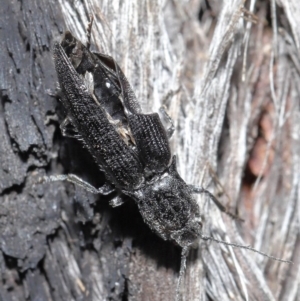 Crepidomenus fulgidus at Downer, ACT - 28 Jul 2020 12:07 PM