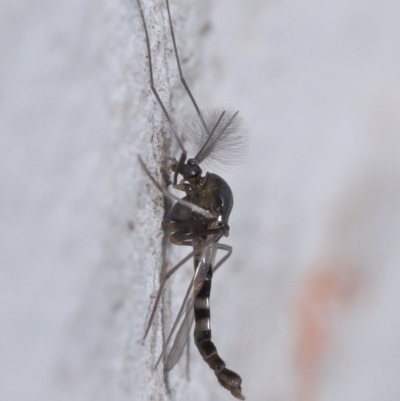 Chironomidae (family) (Non-biting Midge) at Downer, ACT - 11 Aug 2020 by TimL