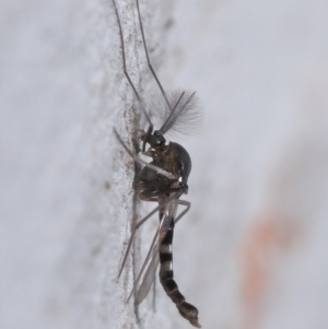 Chironomidae (family) at Downer, ACT - 11 Aug 2020