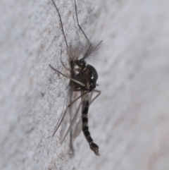 Chironomidae (family) at Downer, ACT - 11 Aug 2020