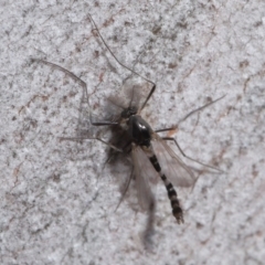 Chironomidae (family) at Downer, ACT - 11 Aug 2020