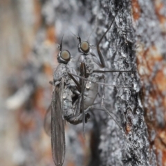 Empididae (family) (Dance fly) at Downer, ACT - 6 Aug 2020 by TimL