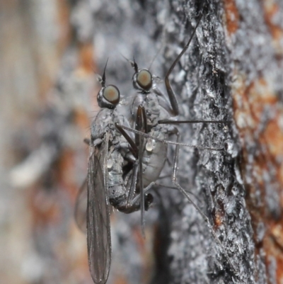 Empididae sp. (family) (Dance fly) at ANBG - 6 Aug 2020 by TimL