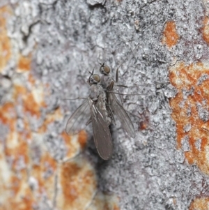 Empididae (family) at Downer, ACT - 6 Aug 2020