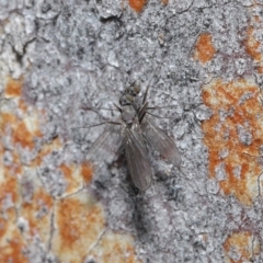 Empididae (family) at Downer, ACT - 6 Aug 2020