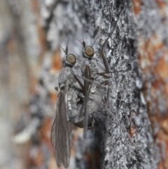 Empididae (family) at Downer, ACT - 6 Aug 2020 11:29 AM