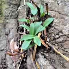 Dendrobium speciosum var. speciosum (Sydney Rock Orchid) at Bamarang, NSW - 13 Aug 2020 by plants