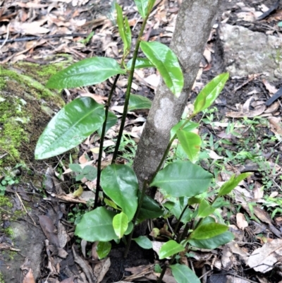 Eupomatia laurina (bolwarra) at Bamarang, NSW - 13 Aug 2020 by plants