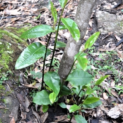 Eupomatia laurina (Bolwarra) at Bamarang, NSW - 12 Aug 2020 by plants