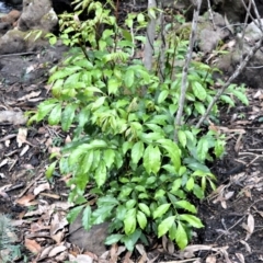 Synoum glandulosum (Scentless Rosewood) at Bamarang, NSW - 13 Aug 2020 by plants