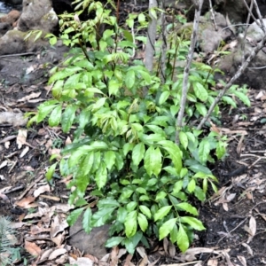 Synoum glandulosum at Bamarang, NSW - 13 Aug 2020