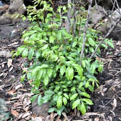 Synoum glandulosum (Scentless Rosewood) at Bamarang, NSW - 12 Aug 2020 by plants