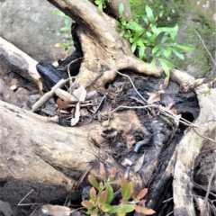 Tristaniopsis laurina (Kanooka, Water Gum) at Bamarang, NSW - 12 Aug 2020 by plants