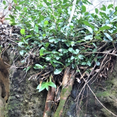 Ficus rubiginosa (Port Jackson or Rusty Fig) at Bamarang, NSW - 13 Aug 2020 by plants