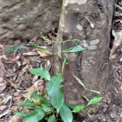 Ceratopetalum apetalum (Coachwood) at Bamarang, NSW - 13 Aug 2020 by plants