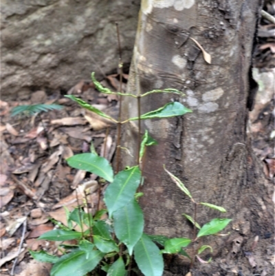 Ceratopetalum apetalum (Coachwood) at Bamarang, NSW - 12 Aug 2020 by plants