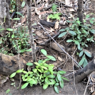 Callicoma serratifolia (Black Wattle, Butterwood, Tdgerruing) at Bamarang Nature Reserve - 12 Aug 2020 by plants