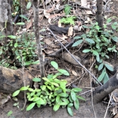 Callicoma serratifolia (Black wattle, Butterwood, Tdgerruing) at Bamarang Nature Reserve - 12 Aug 2020 by plants