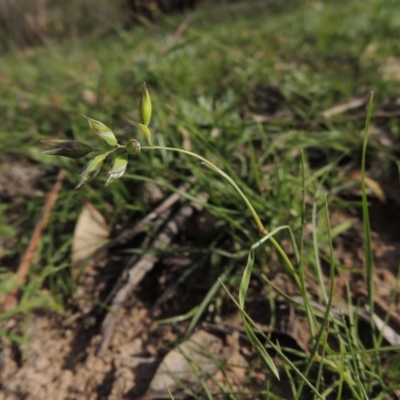 Rytidosperma carphoides (Short Wallaby Grass) at Conder, ACT - 18 Mar 2020 by MichaelBedingfield