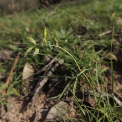 Rytidosperma carphoides (Short Wallaby Grass) at Rob Roy Range - 18 Mar 2020 by michaelb
