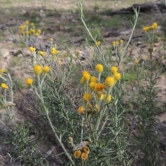 Chrysocephalum semipapposum (Clustered Everlasting) at Conder, ACT - 18 Mar 2020 by MichaelBedingfield