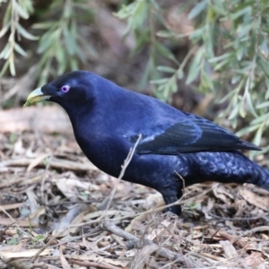 Ptilonorhynchus violaceus at Acton, ACT - 13 Aug 2020