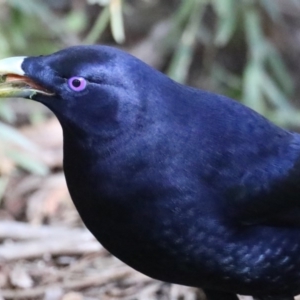 Ptilonorhynchus violaceus at Acton, ACT - 13 Aug 2020