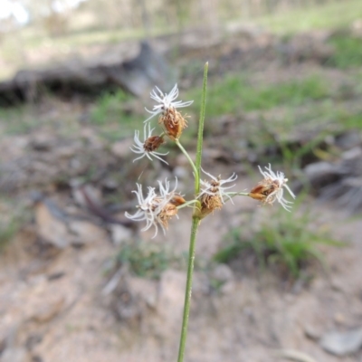 Fimbristylis dichotoma (A Sedge) at Conder, ACT - 18 Mar 2020 by MichaelBedingfield